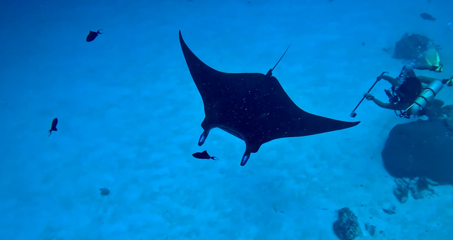 Manta