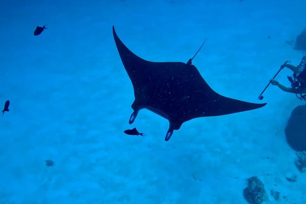 Manta