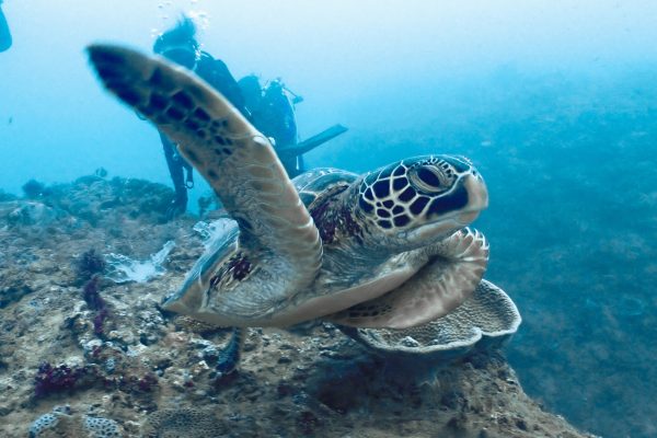 在墾丁恆春潛水時相當容易遇見海龜,並可以近距離的觀賞牠們
