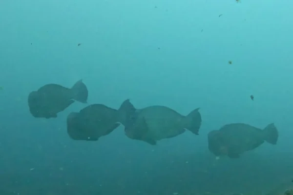 墾丁潛水目擊隆頭鸚哥魚實拍