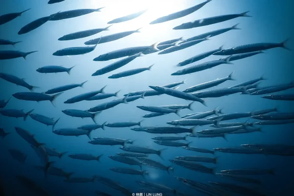 墾丁潛水目擊梭魚實拍