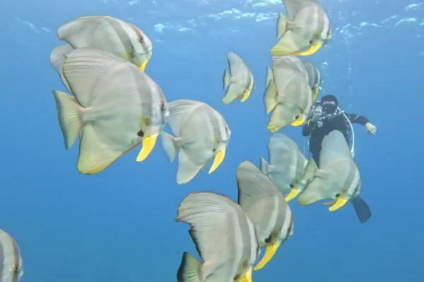 墾丁潛水目擊蝙蝠魚實拍