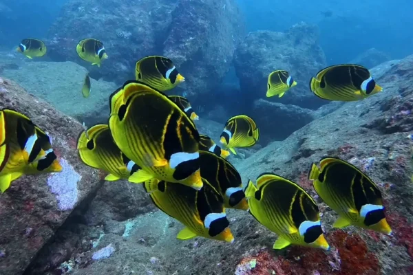 墾丁潛水目擊蝴蝶魚實拍