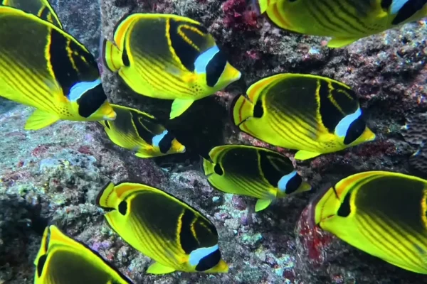 墾丁潛水目擊蝴蝶魚實拍