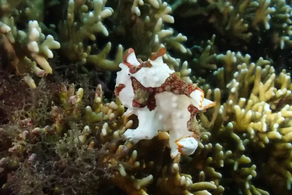墾丁潛水目擊蛙魚實拍