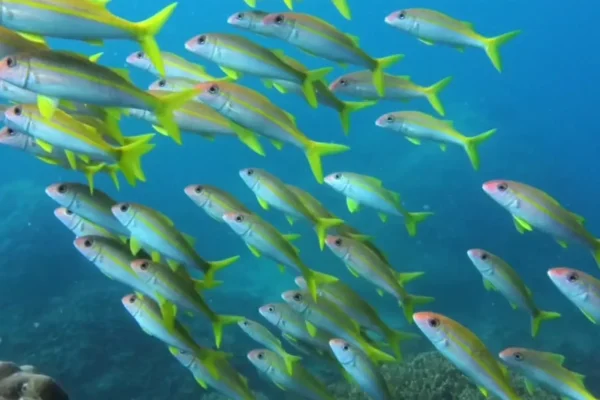 墾丁潛水目擊羊魚實拍