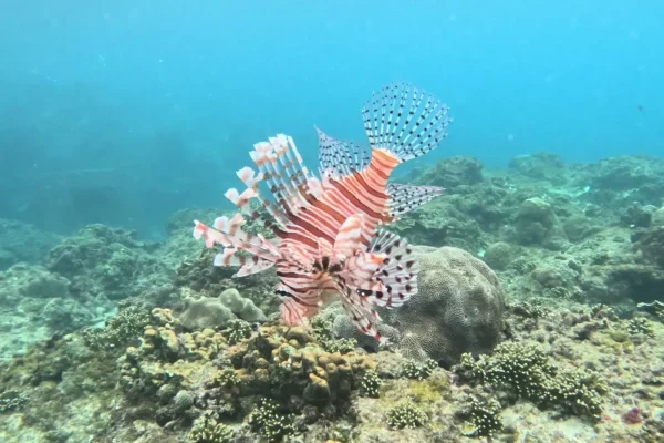 墾丁潛水目擊獅子魚實拍