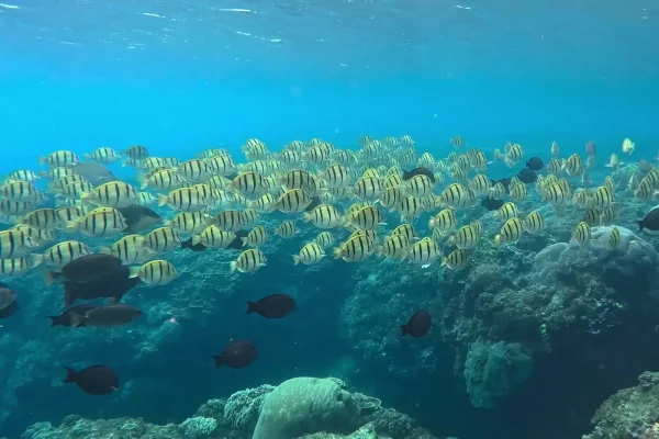 墾丁潛水目擊刺尾鯛(醫生魚)實拍