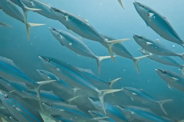 墾丁潛水目擊甘魚(旗月鰺)實拍