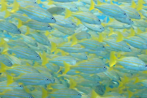 墾丁潛水目擊黃色小魚群實拍