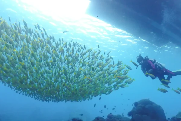 墾丁FUN DIVE潛水活動實拍