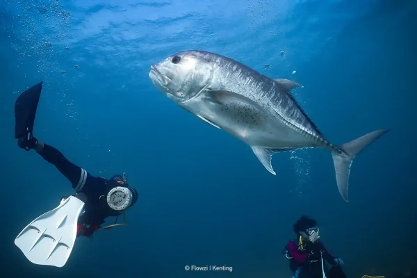 墾丁FUN DIVE旗魚鰺群潛水實拍