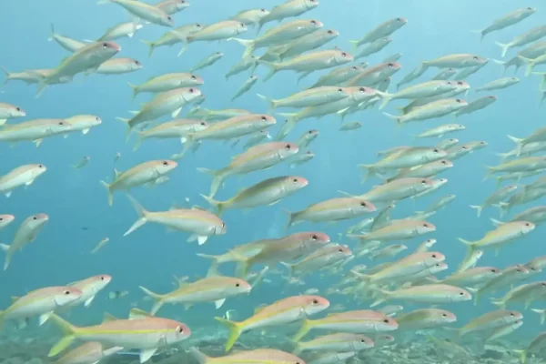 印尼峇里島潛水目擊羊魚實拍