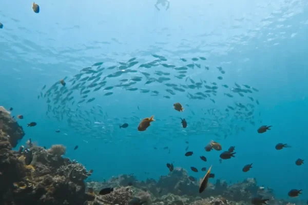 印尼峇里島潛水旅遊實拍照