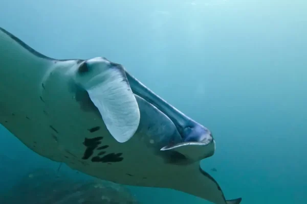 印尼峇里島潛水目擊魔鬼魚(蝠鱝)實拍