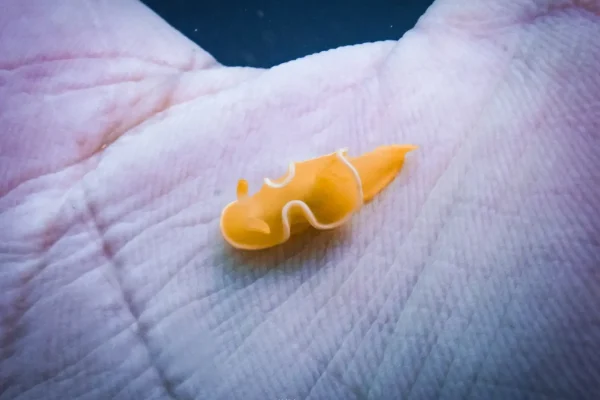 墾丁潛水目擊海蛞蝓實拍