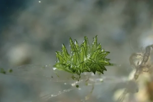 墾丁潛水目擊海蛞蝓實拍