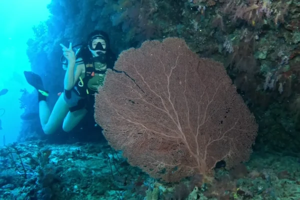 馬爾地夫迪加拉環礁潛水目擊海扇珊瑚實拍