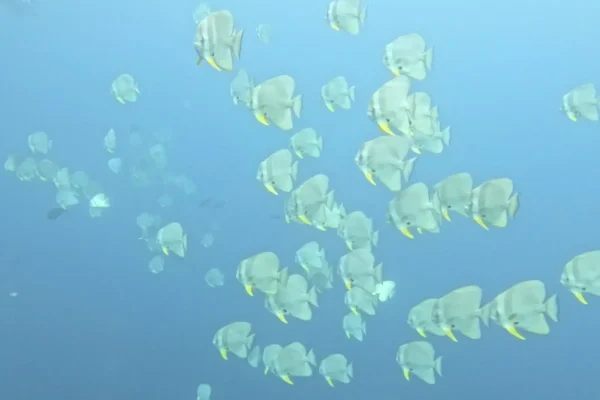 馬爾地夫迪加拉環礁潛水目擊蝙蝠魚實拍