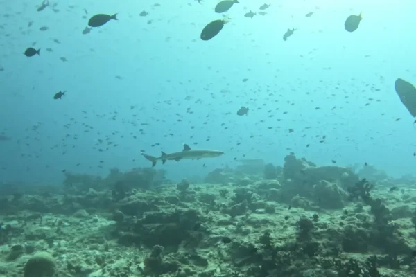 馬爾地夫迪加拉環礁潛水目擊鯊魚實拍