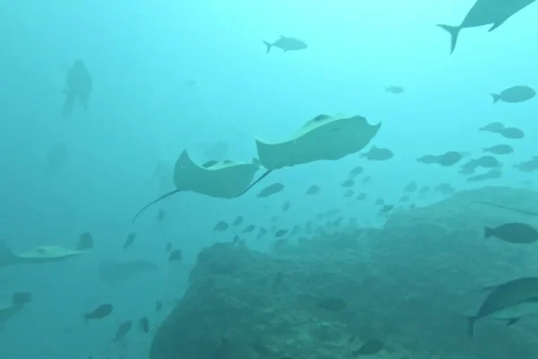 馬爾地夫潛水目擊鯊魚實拍