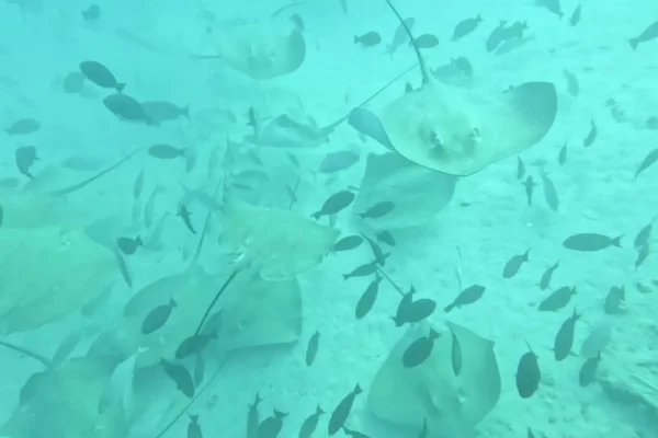 馬爾地夫潛水目擊鯊魚實拍