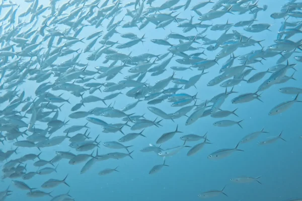帛琉潛水目擊梭魚實拍