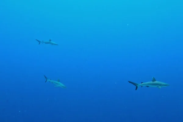 帛琉潛水目擊鯊魚實拍