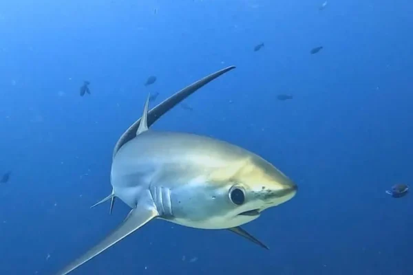 菲律賓馬拉巴斯夸潛水目擊鯊魚實拍