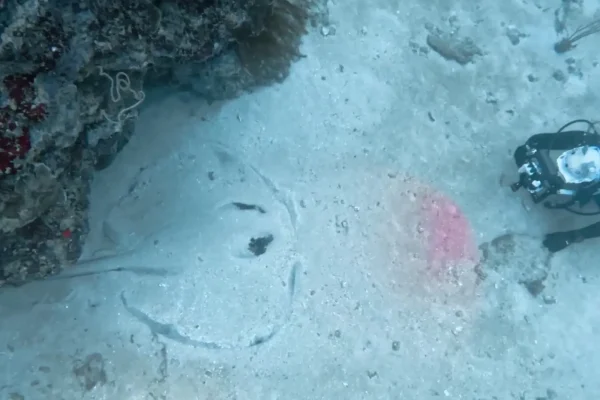 墾丁潛水目擊大理石魟魚實拍