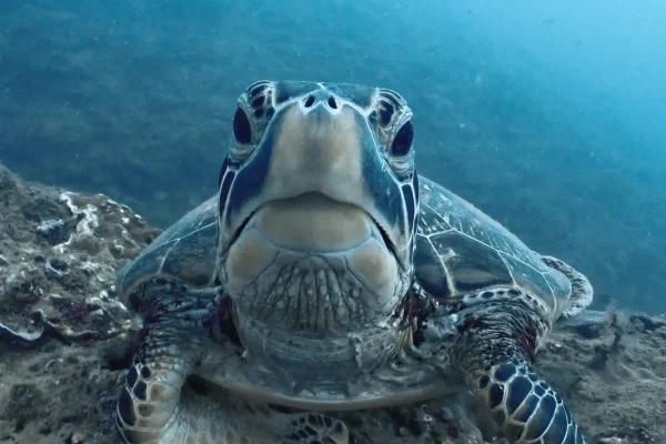 墾丁潛水目擊海龜實拍