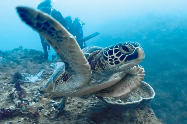 墾丁潛水目擊海龜實拍