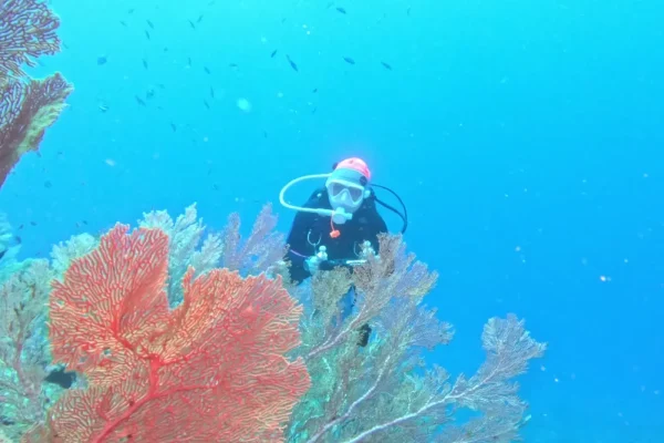 泰國詩米蘭群島潛水目擊海扇珊瑚實拍