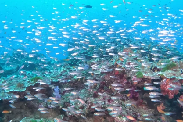 泰國詩米蘭群島潛水目擊船宿潛水實拍