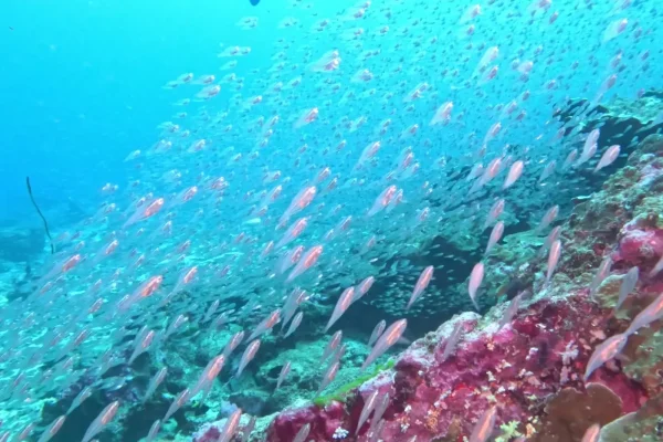泰國詩米蘭群島潛水目擊船宿潛水實拍