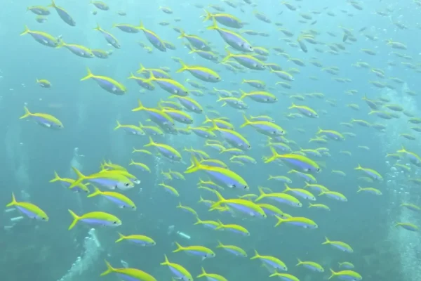 泰國詩米蘭群島潛水目擊船宿潛水實拍