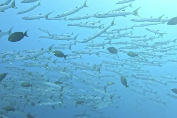 泰國詩米蘭群島潛水目擊梭魚實拍