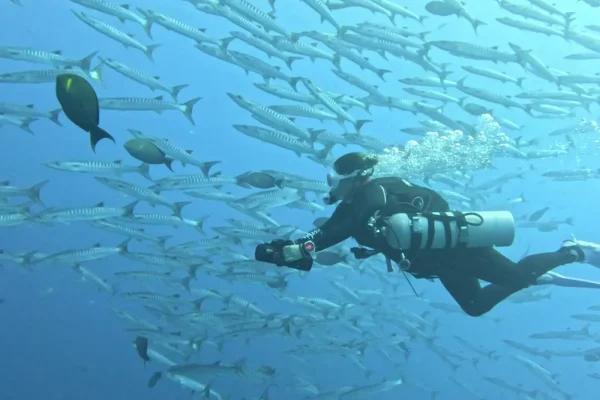 泰國詩米蘭群島潛水目擊梭魚實拍
