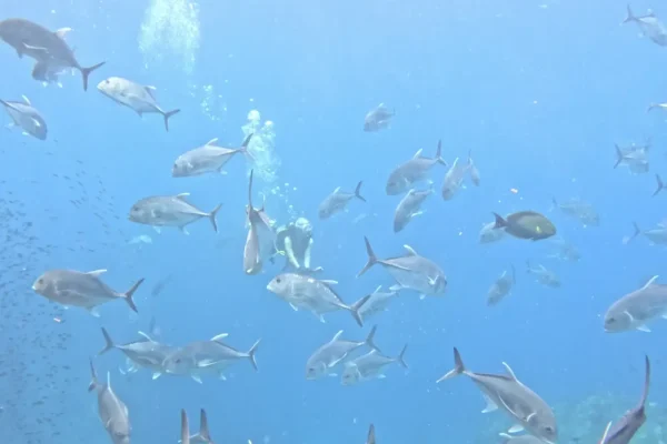 泰國詩米蘭群島潛水目擊甘魚(旗月鰺)實拍