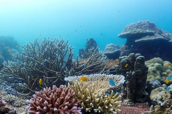 泰國詩米蘭群島潛水目擊船宿潛水實拍